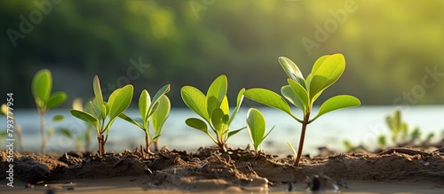 Plants emerging from soil photo