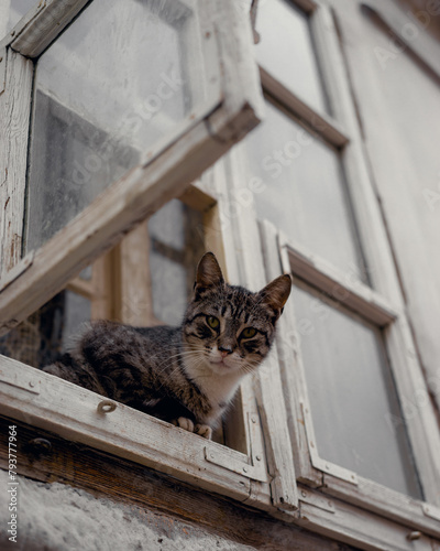Fototapeta Naklejka Na Ścianę i Meble -  cat looking out window