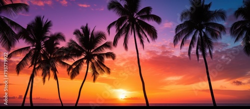 Palm trees silhouette sunset beach sky