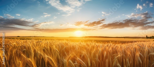 Field of golden wheat under setting sun