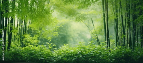 Bamboo Tree Leaves in Forest