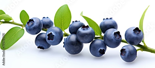 Blueberries branch leaves white background