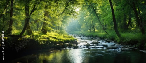A serene river flows through a verdant forest of trees
