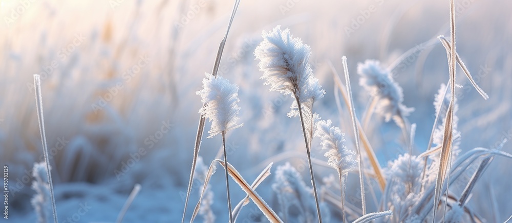 Fototapeta premium Giraffes in frosty grass with icy coating