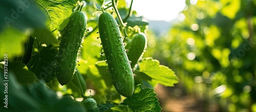 Numerous cucumbers thrive on garden vine photo