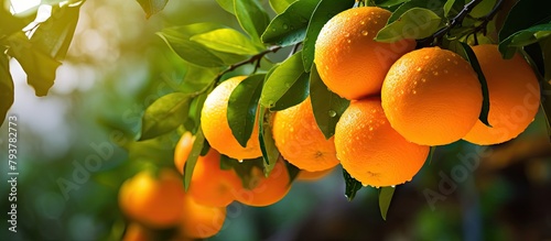 Many ripe oranges hang on a tree with lush green leaves