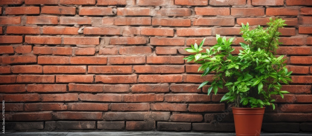 Green plant potted on brick wall Green plant potted on brick wall