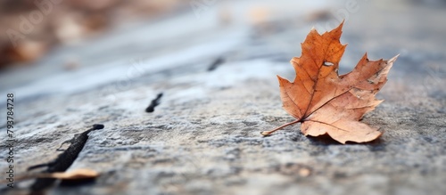 Leaf on Rock with Scissors