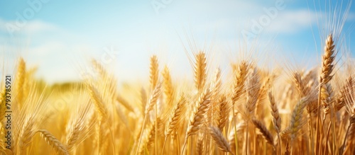 Scenic field of golden wheat under a clear blue sky