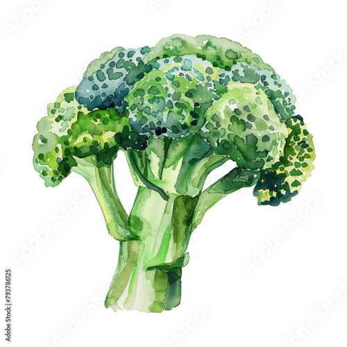 Watercolor broccoli on white background