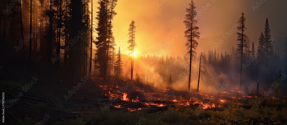 A fire engulfs forest trees A fire engulfs forest trees
