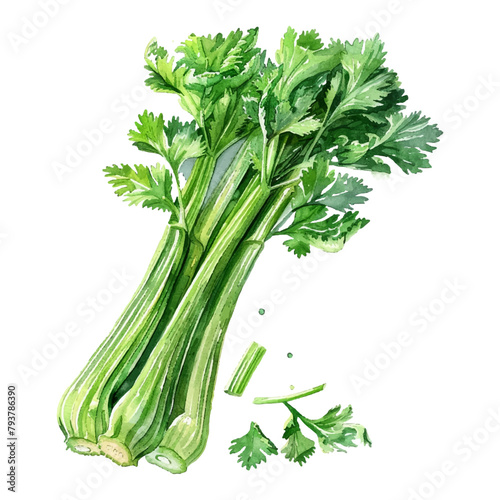 Watercolor celery vegetable on white background