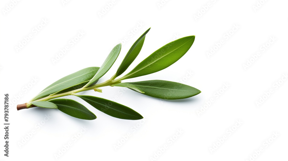 olive branch on white background, center image is blank сreated with Generative Ai