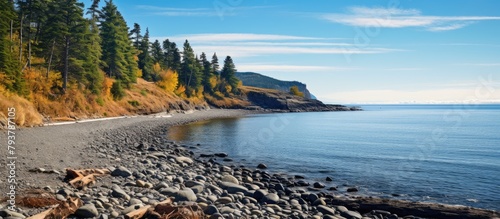 A rocky shore with sparse trees by the beach photo