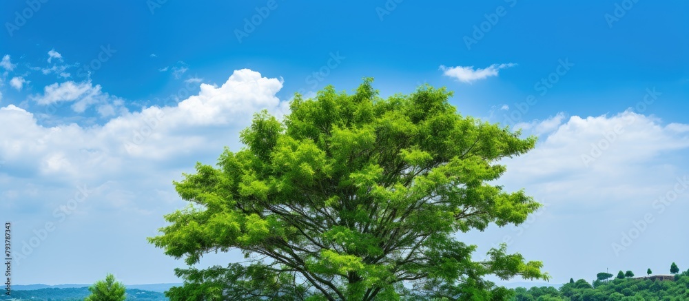 Obraz premium Tree in a field with sky