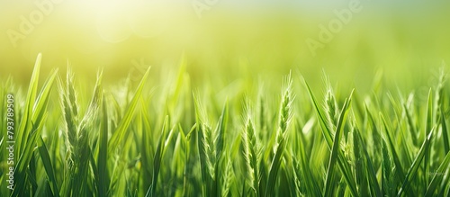Sunlit grass field close-up