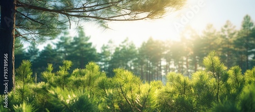 Sunlight filtering through pine tree branches