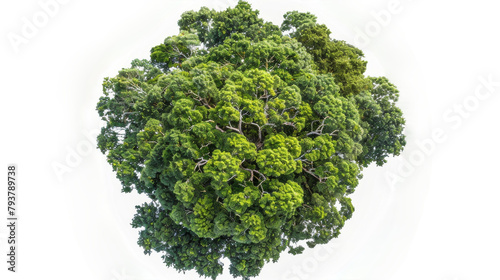 Top view of Tane Mahuta on the transparent background, PNG Format photo