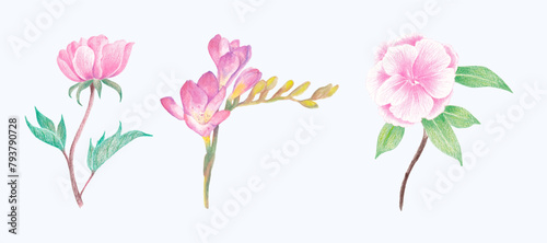 Hand-Drawn Blooming Flower - Spring Flower Illustration