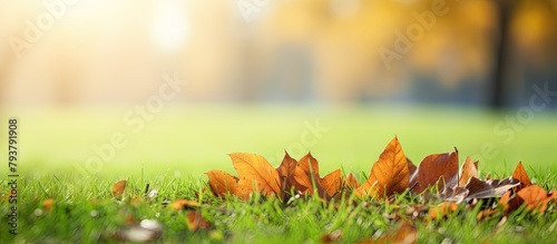Leaves strewn on vibrant grass