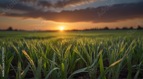 Growing in field green wheat sprouts Field with rye sprouting at sunset.generative.ai