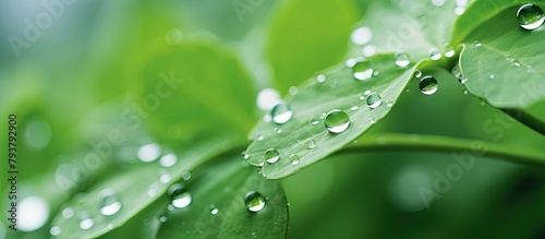 A green leaf with water drops