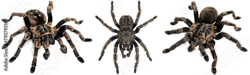 Tarantula spider collection isolated on a white background as transparent PNG