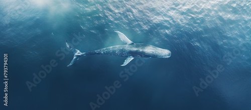 A majestic whale gliding through sunlit ocean © Ilgun