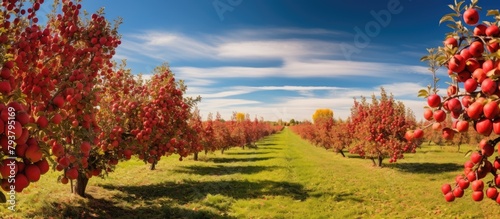 Field of ripe apples with trees in the background photo
