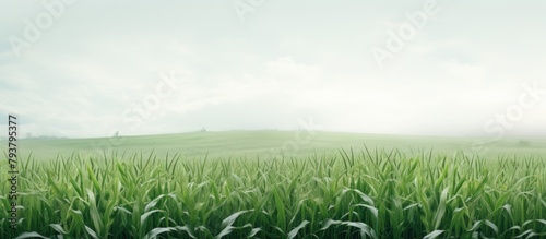 Lush grass field with a distant hill