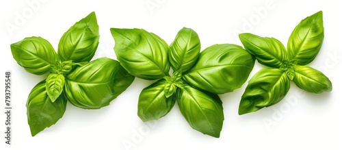 Three basil leaves on a white background