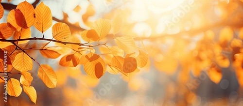 Branch with yellow leaves in sunlight