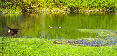 Birds and animals in the wild. A pair of wild ducks swim in an outdoor pond. Sunny spring-summer day. The blue sky is reflected in the green water.