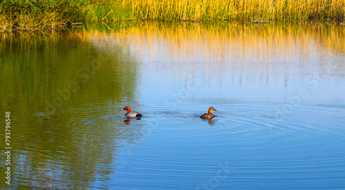 Birds and animals in the wild. A pair of wild ducks swim in an outdoor pond. Sunny spring-summer day. The blue sky is reflected in the green water.