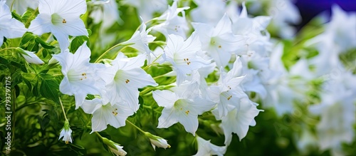 Many blooming white flowers in garden photo