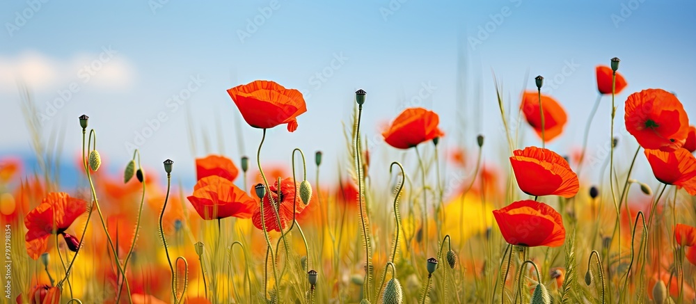 Obraz premium Many crimson blooms among lush green meadow