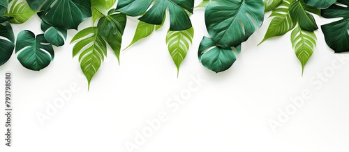 Green leaves on white backdrop