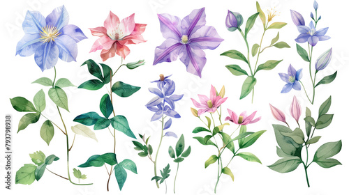 Set of clematis flowers watercolor clipart isolated on white or transparent background png cutout photo