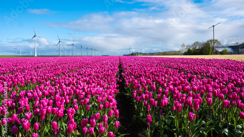 A vibrant field of pink tulips sways gracefully in the wind  framed by majestic windmills scattered across the picturesque Dutch countryside