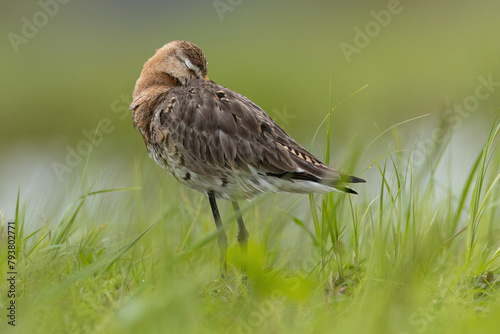 Rycyk black-tailed godwit, limosa limosa photo