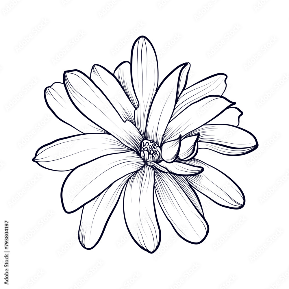 hand drawing of a magnolia flower vector illustration hand drawing of a magnolia flower vector illustration