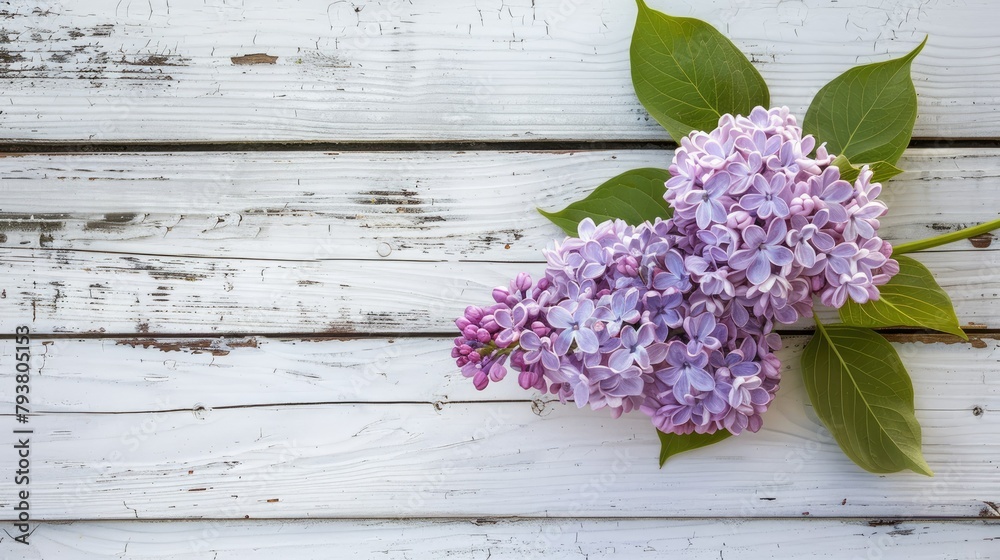 A beautiful lilac flower blooming against a backdrop of white wooden planks