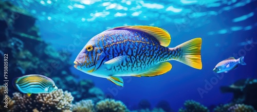 A fish in a deep blue sea