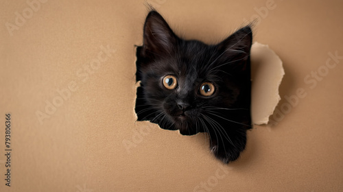 Cute kitten sticking its head out of the hole in kraft paper background