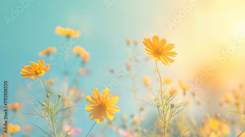 Closeup of nature yellow flower on blue sky background