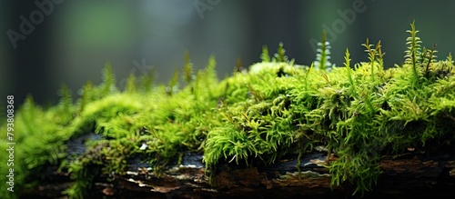Mossy log in forest