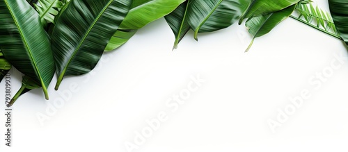 Many green leaves on white surface