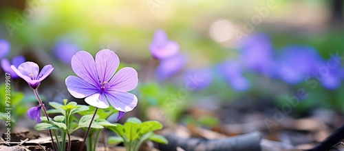Purple flowers bloom amid forest soil