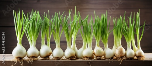 Row of onions with verdant shoots