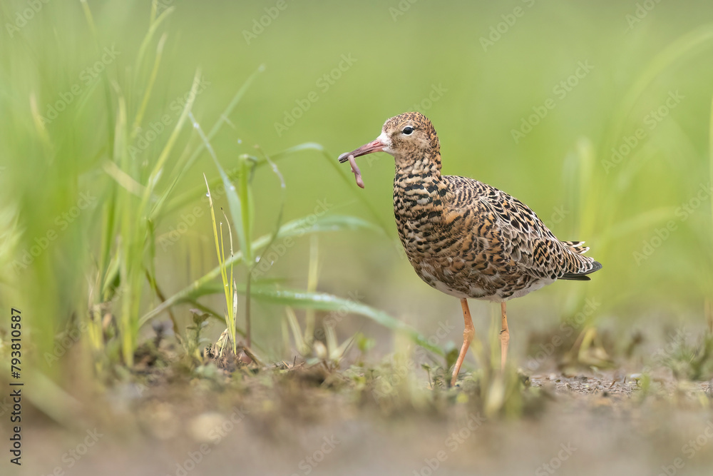 batalion. Philomachus pugnax ruff batalion. Philomachus pugnax ruff